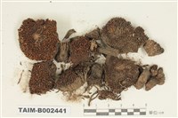 藏品(砂苔屬)的圖片